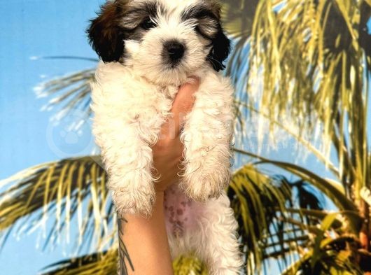 Morkie Bebekler