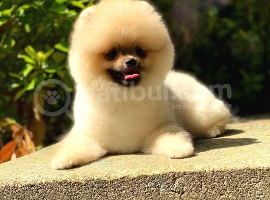 6 Aylık Pomeranian Oğlum Thor görsel
