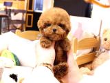 Kore Gen Hattına Sahip Mükemmel Ötesi Toy Poodle Yavrumuz