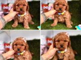 Orijinal Toy Poodle Bebeklerim