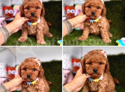 Orijinal Toy Poodle Bebeklerim görsel