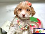 Dizayn Irk Maltipoo Bebeklerimiz