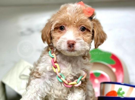 Dizayn Irk Maltipoo Bebeklerimiz görsel