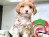 Dizayn Irk Maltipoo Bebeklerimiz