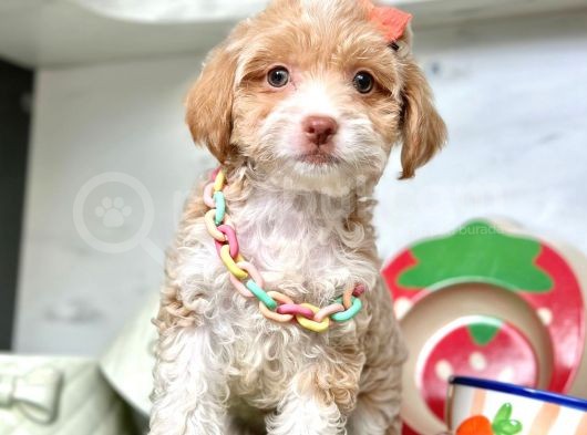 Dizayn Irk Maltipoo Bebeklerimiz görsel