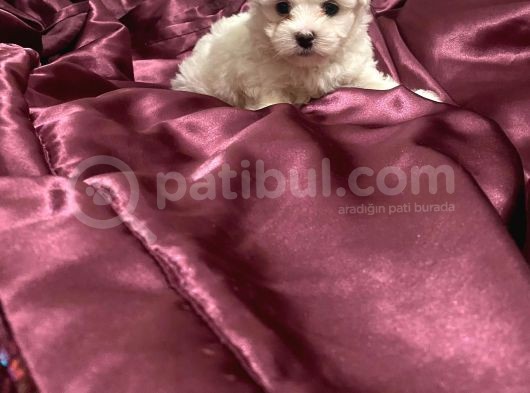 Maltese Yavruları görsel
