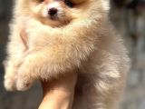 Tedybear Pomerani̇an Boo Yavrularimiz