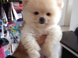 Irk ve Sağlık Garantili Pomeranian Boo Yavrular