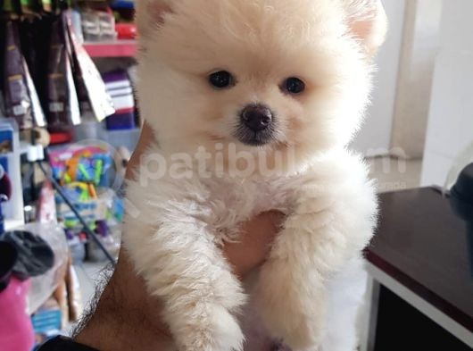 Irk Ve Sağlık Garantili Pomeranian Boo Yavrular