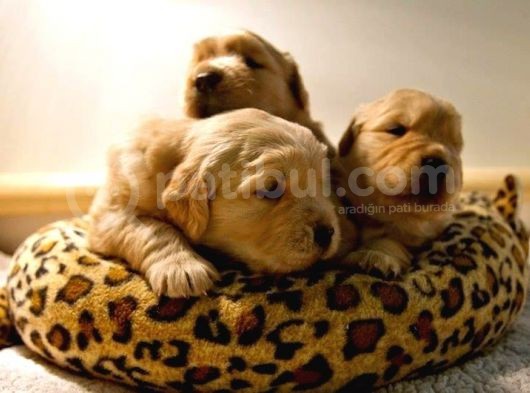 Bebek Yüzlü Golden Retriever Yavrular görsel