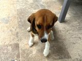 6 Aylık Dişi Beagle Yavrusu