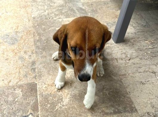 6 Aylık Dişi Beagle Yavrusu görsel