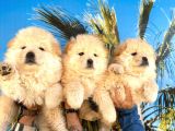 Chow Chow Bebekler