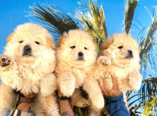 Chow Chow Bebekler
