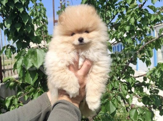 Sevimli Pomeranian Spitz Erkek Yavrumuz görsel