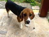 6 Aylık Dişi Beagle Yavrusu
