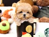 Mükemmel Kalitedeki Toy Poodle Yavrularımız
