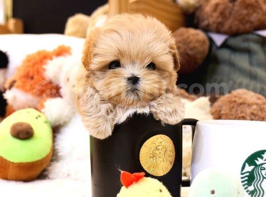Mükemmel Kalitedeki Toy Poodle Yavrularımız görsel