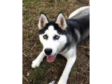 HUSKY