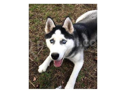Husky