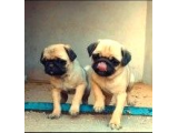 Sevi̇mli̇ Irk Pug Mops