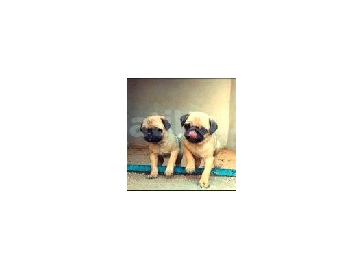 Sevi̇mli̇ Irk Pug Mops görsel