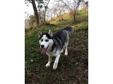 Husky