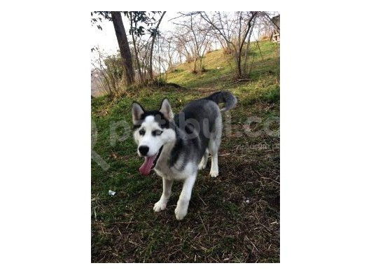 Husky görsel