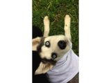 Husky