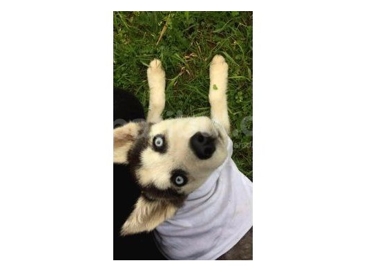 Husky görsel