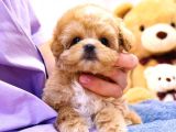 Gülen Surat Toy Poodle Mi̇nnaklarimiz
