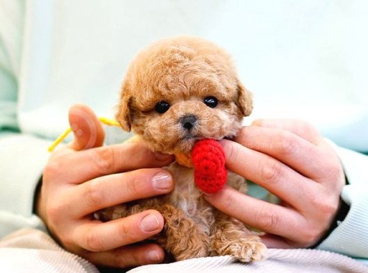 Oyuncu Show Kalite Toy Poodle Bebekler