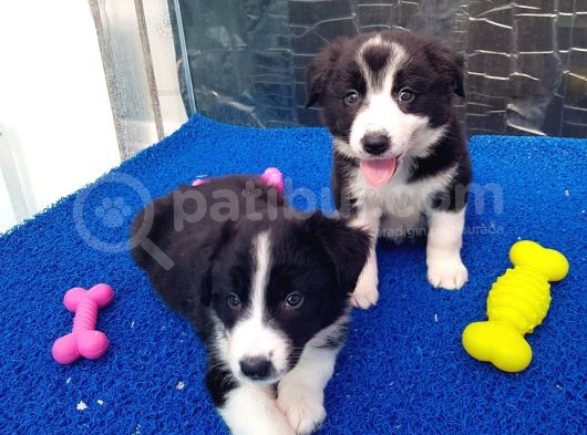 Orji̇nal Border Collie Yavrularücretsi̇z Deği̇ldi̇r görsel