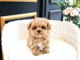 Kusursuz Toy Poodle Yavrular