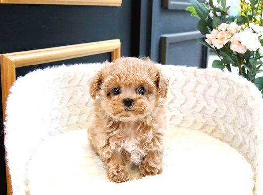 Kusursuz Toy Poodle Yavrular görsel
