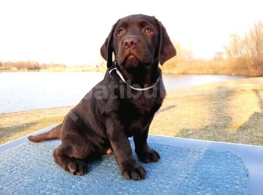 Show Güzelli̇kte Labrador Retriever Bebekler görsel