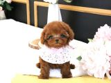 EĞİTİMLİ TOY POODLE YAVRULARIM