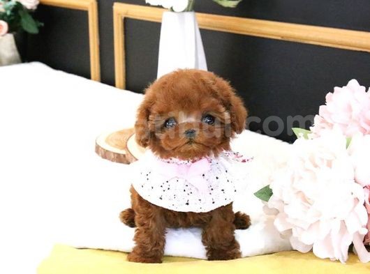 Eği̇ti̇mli̇ Toy Poodle Yavrularim