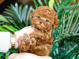 AKILLI SEVİMLİ WC EĞİTİMLİ TOY POODLE YAVRULAR