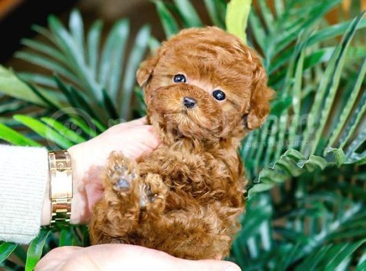 Akilli Sevi̇mli̇ Wc Eği̇ti̇mli̇ Toy Poodle Yavrular