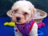 Orji̇nal Malti̇poo Yavrularücretsi̇z Deği̇ldi̇r