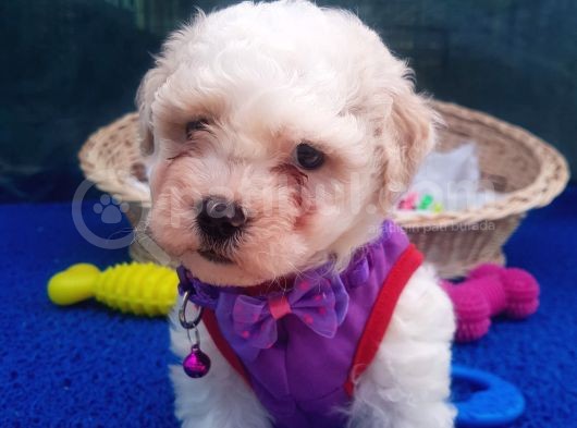 Orji̇nal Malti̇poo Yavrularücretsi̇z Deği̇ldi̇r görsel