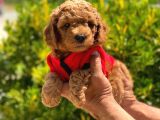 ANNE ALTINDAN TOY POODLE