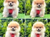 Show Kalite Pomeranian Boo Yavrular
