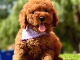 Yerli̇ Üreti̇m Mi̇ni̇ Boy Toy Poodle Yavrular