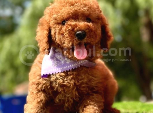 Yerli̇ Üreti̇m Mi̇ni̇ Boy Toy Poodle Yavrular görsel
