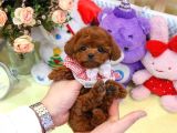 Kore Kani Red Brown Toy Poodle Yavrulari̇mi̇z