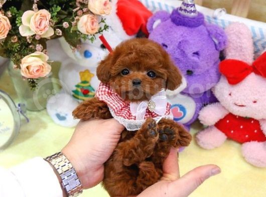 Kore Kani Red Brown Toy Poodle Yavrulari̇mi̇z görsel