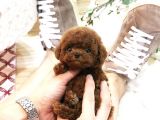 Hari̇ka Toy Poodle Yavrulari̇mi̇z