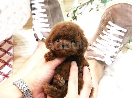Hari̇ka Toy Poodle Yavrulari̇mi̇z görsel